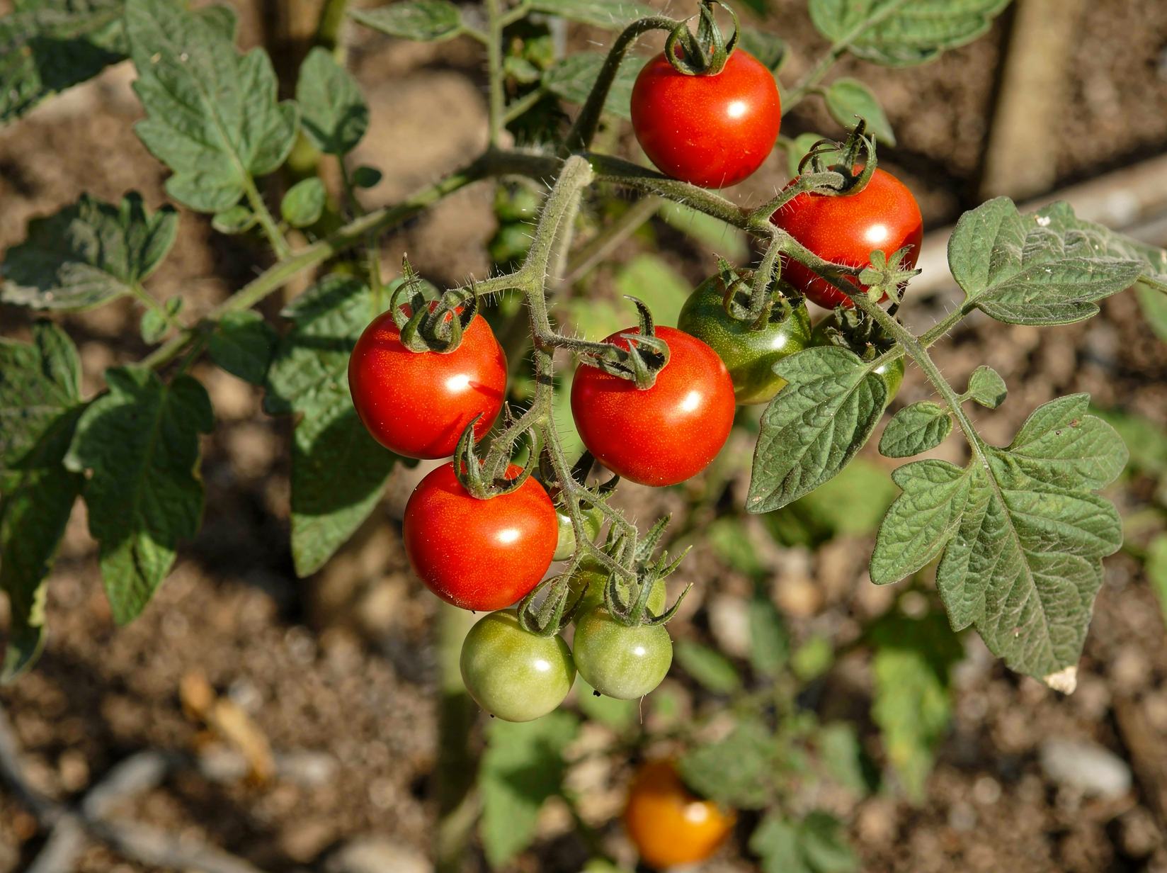 Tomato — hero (AI-generated reference image)